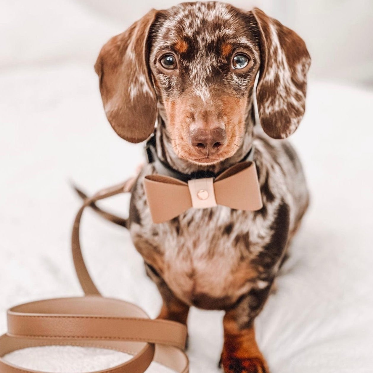 Luxury Aspen Vegan Leather Collar Set