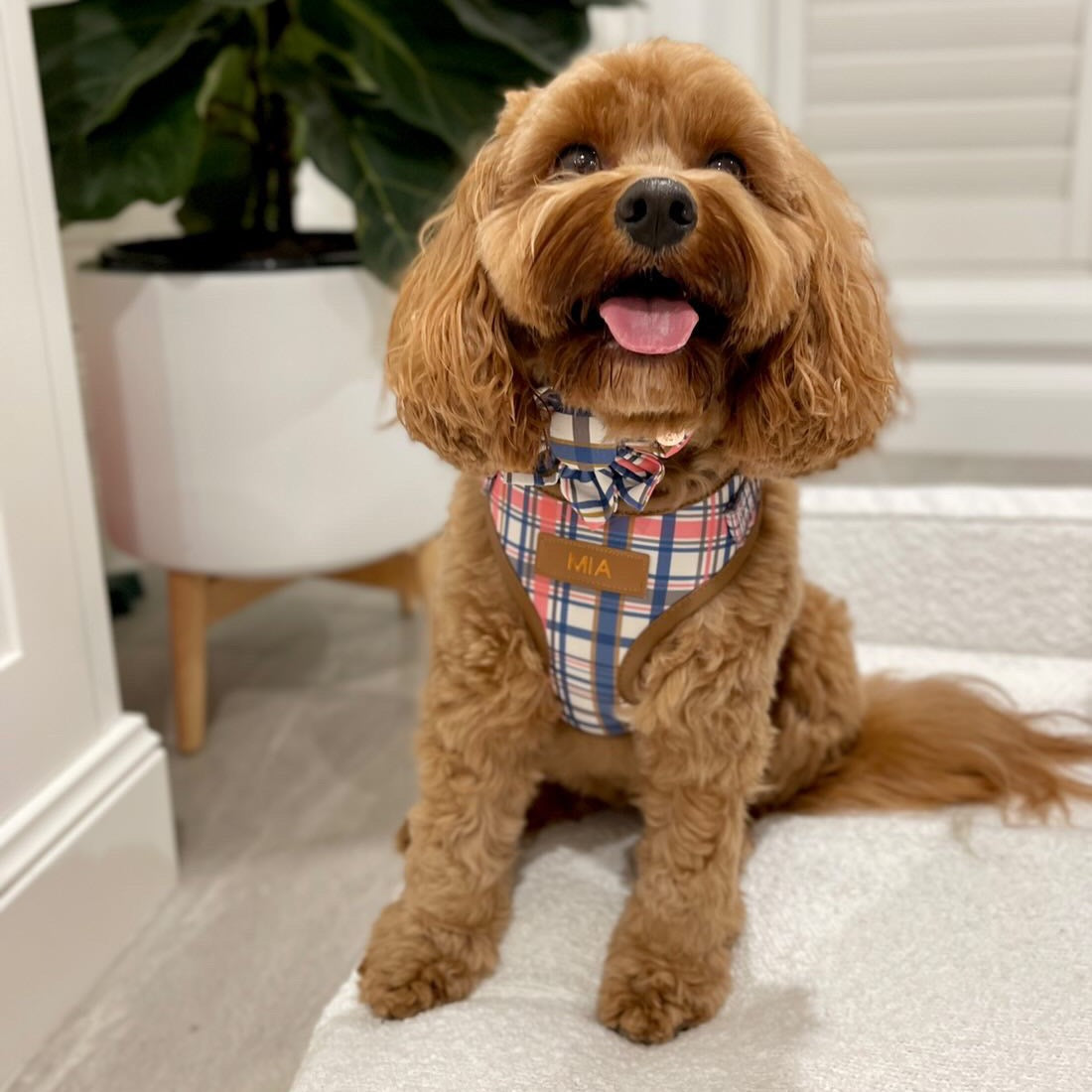 Azara Tartan Personalized Harness Set
