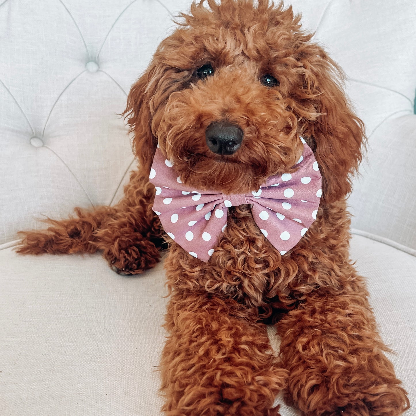 Brantley Polka Dot Standard Bow