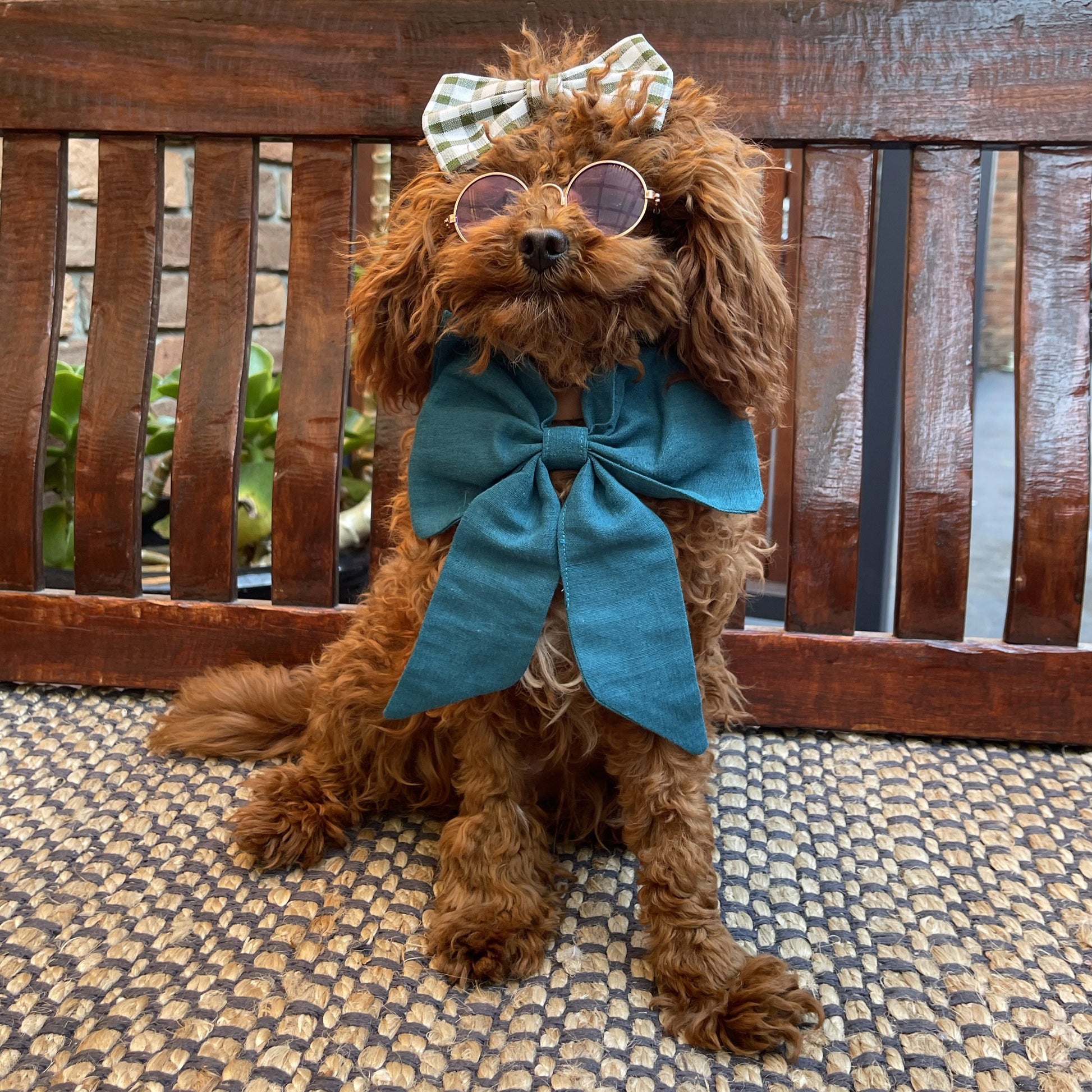 dog sailor bow tie blue