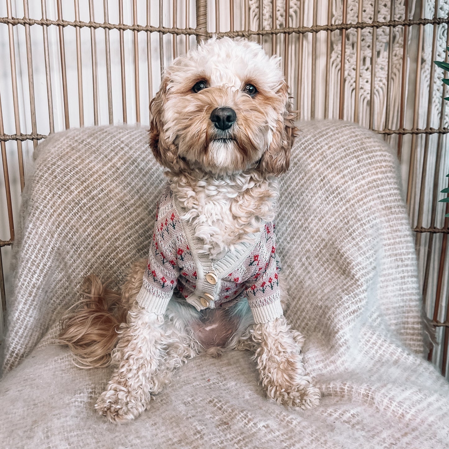 Finley Personalised Dog Cardigan