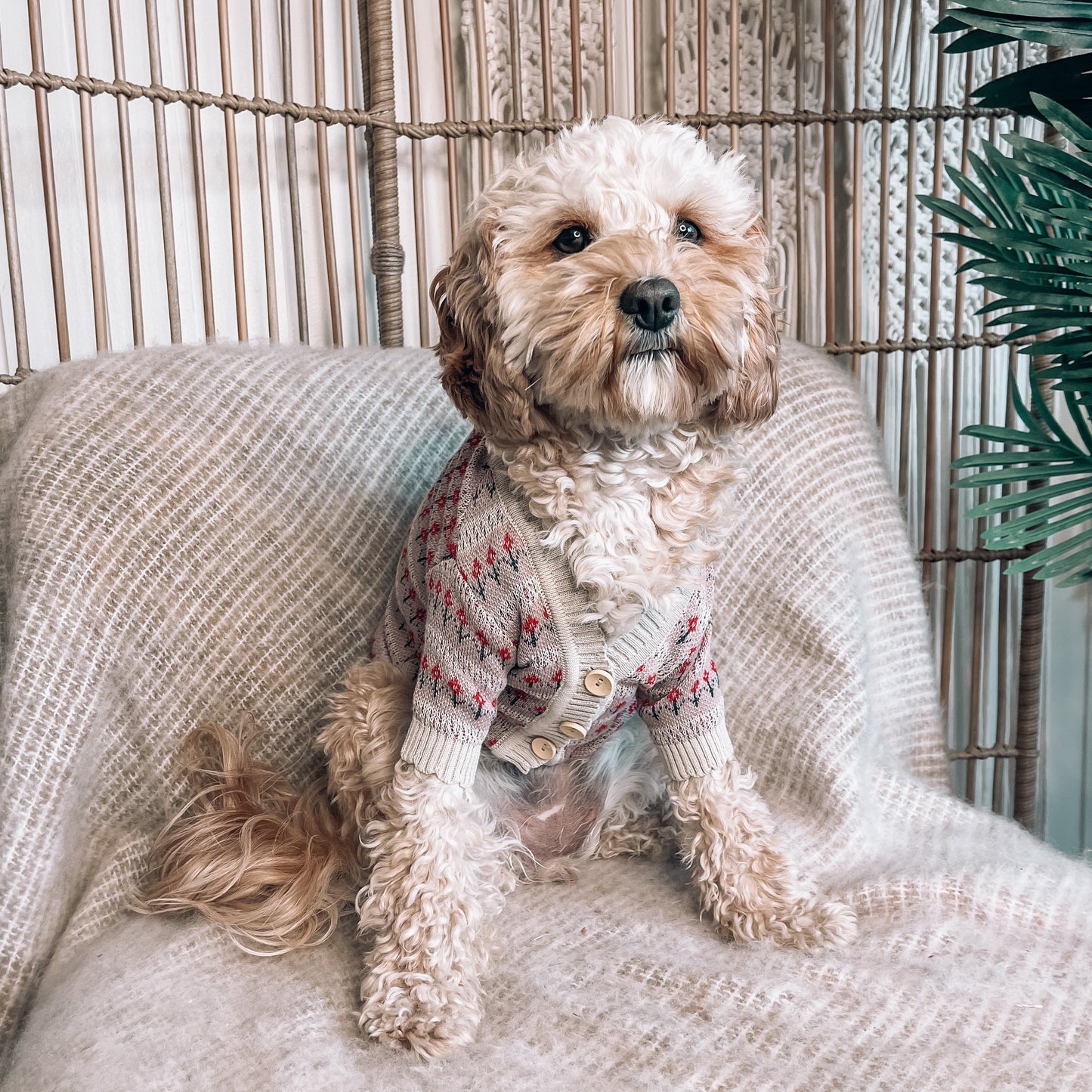 Finley Personalised Dog Cardigan