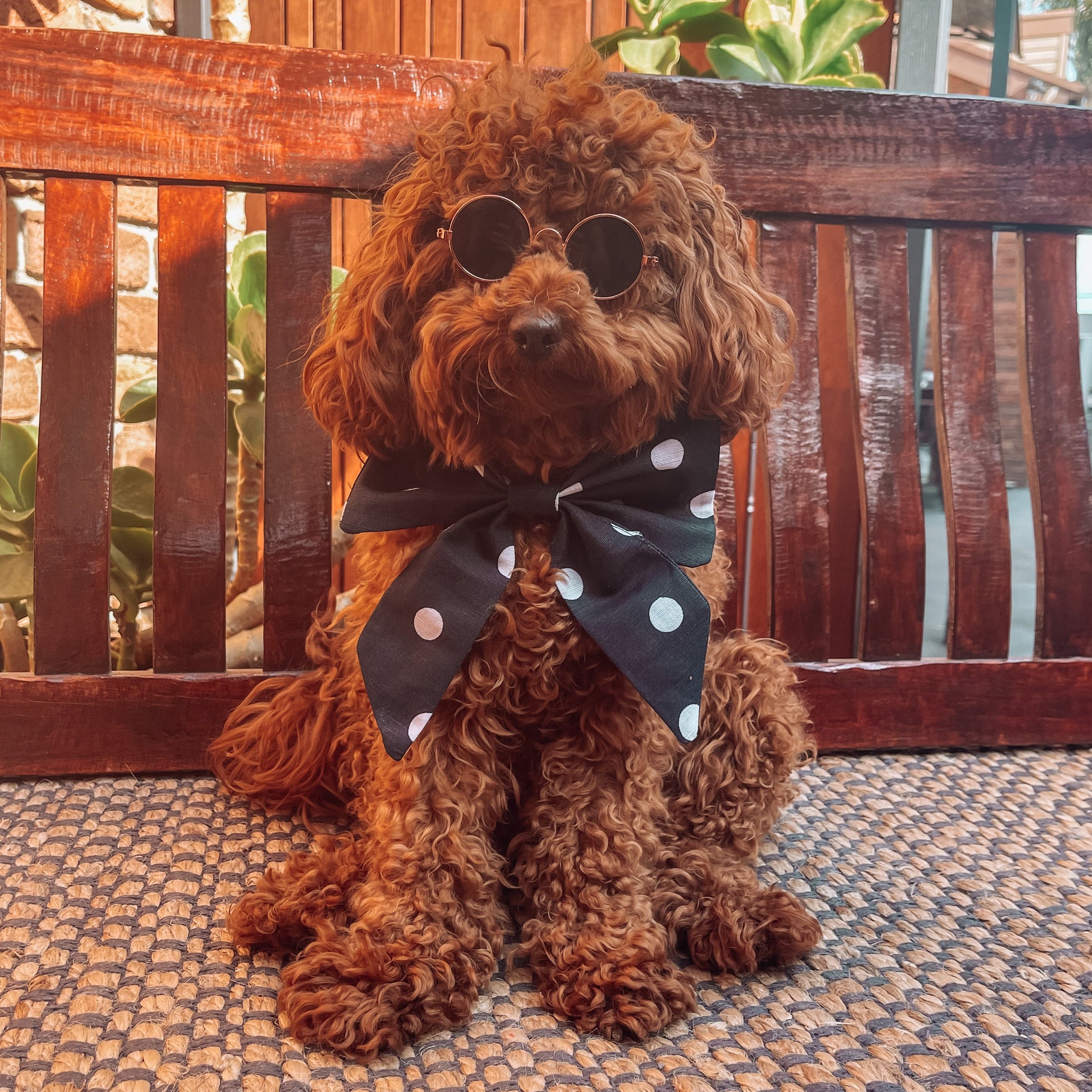 dog navy sailor bow tie