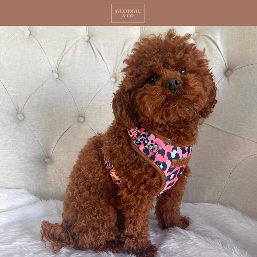 Penelope Pink Leopard Print Harness