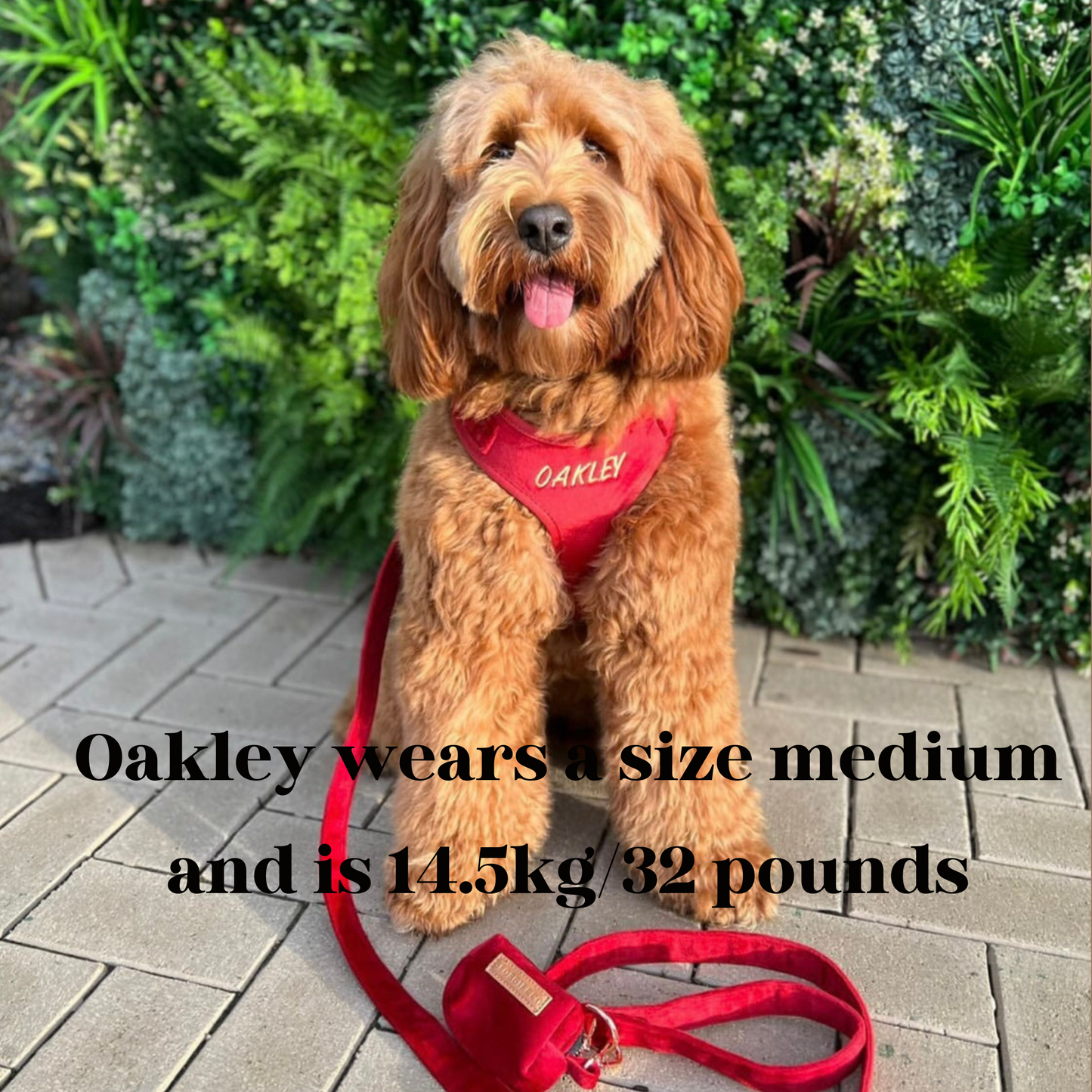 Addison Red Velvet Luxury Harness