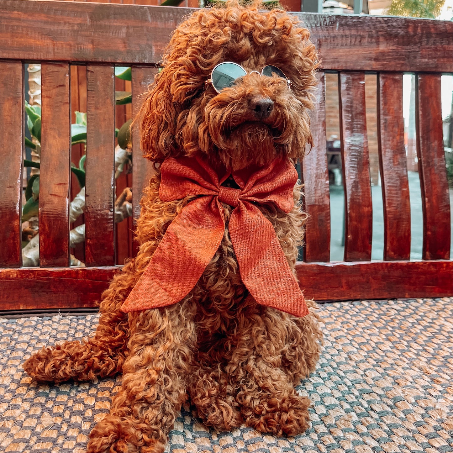 orange dog sailor bow