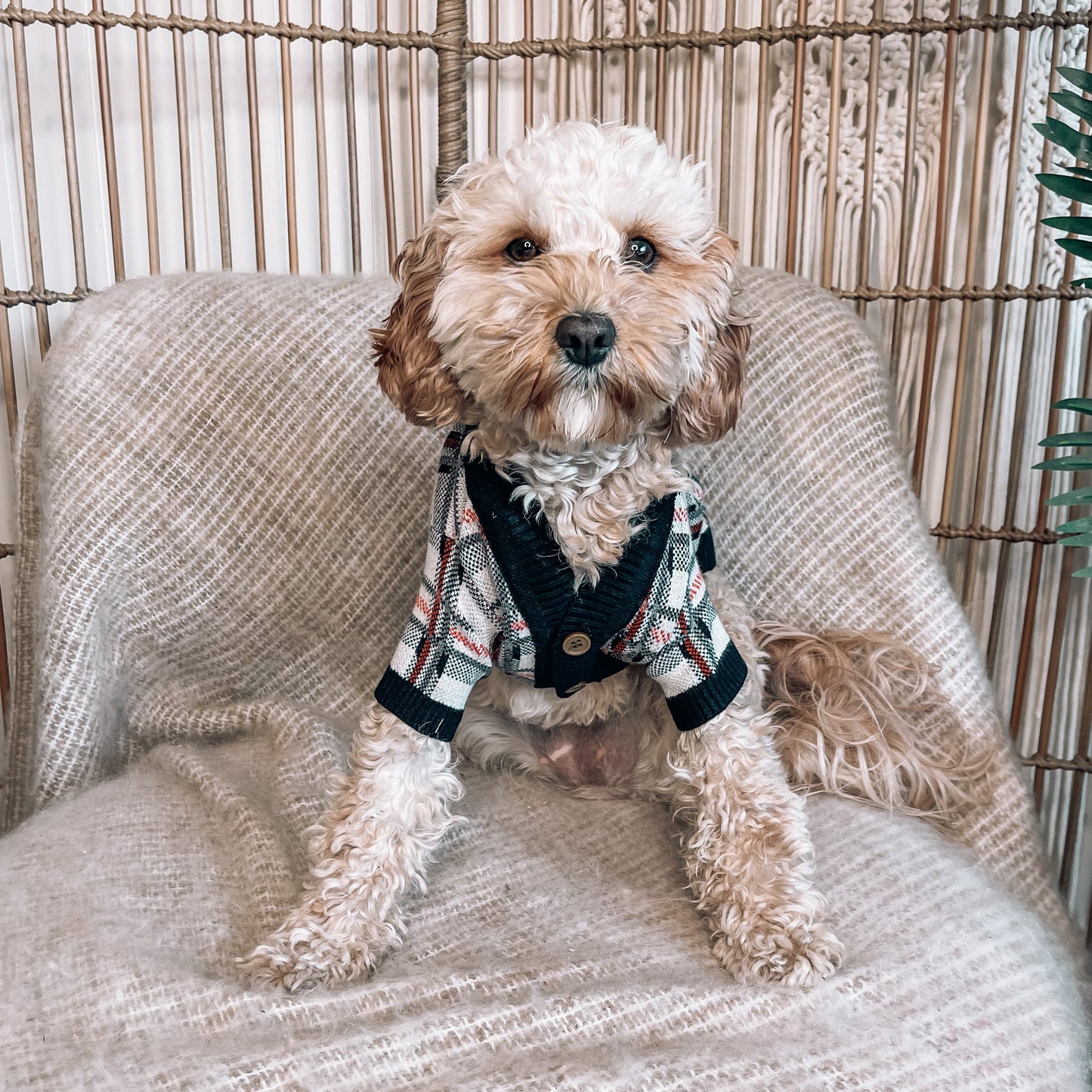 Bailey Personalised Dog Cardigan