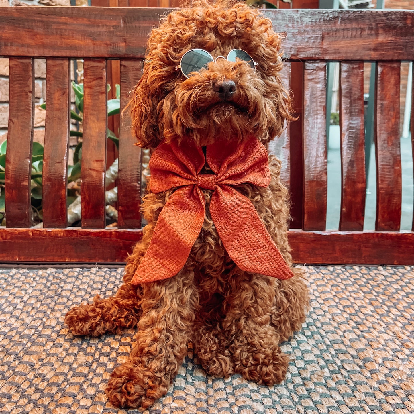 orange dog sailor bow tie