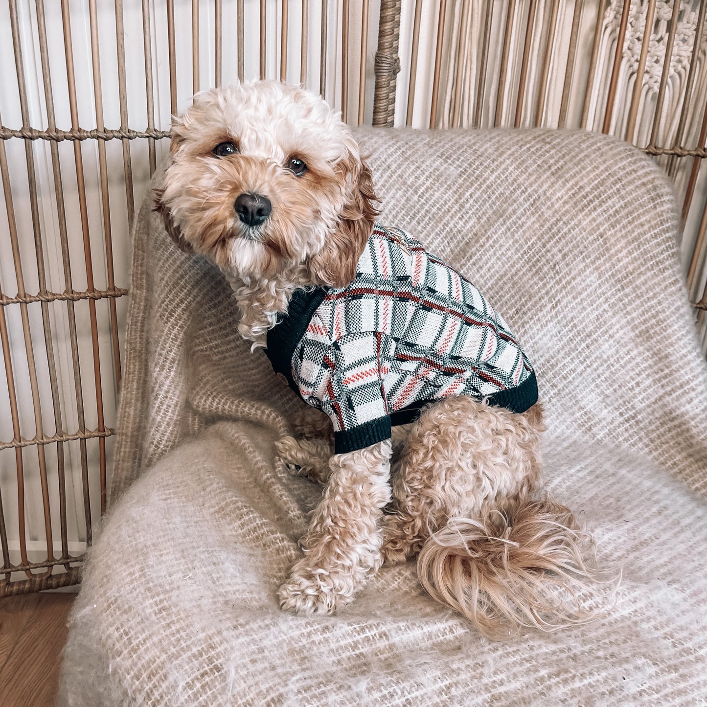 Bailey Personalised Dog Cardigan