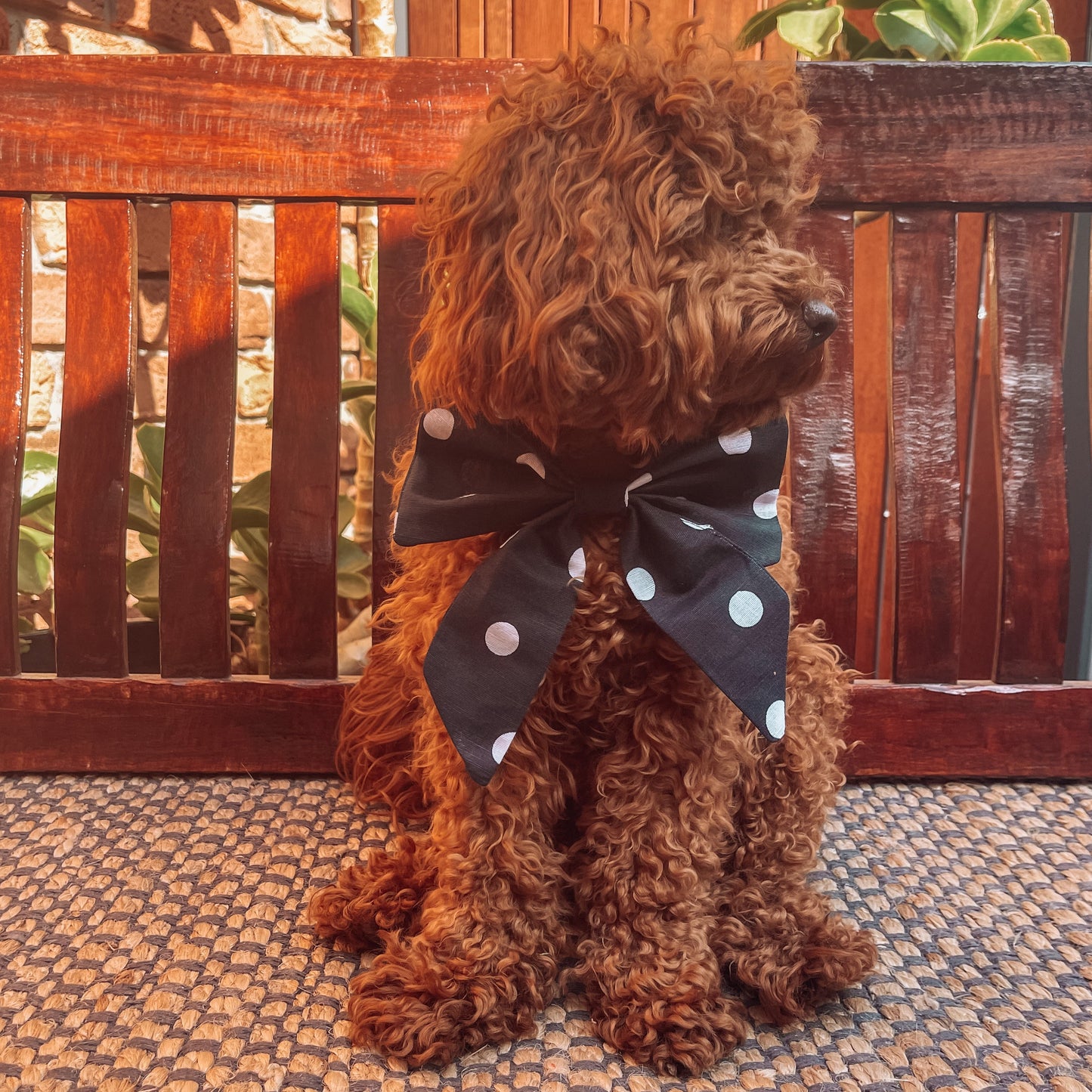 Elora Navy Polka Dot Over the Collar Bow