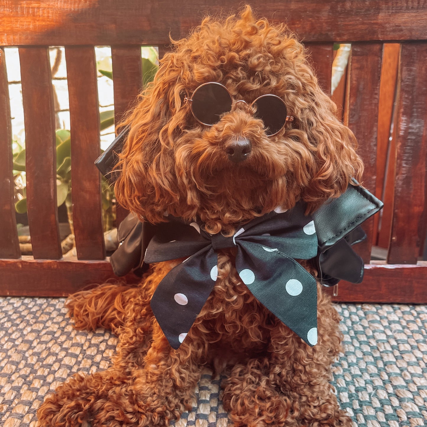 sailor dog bow