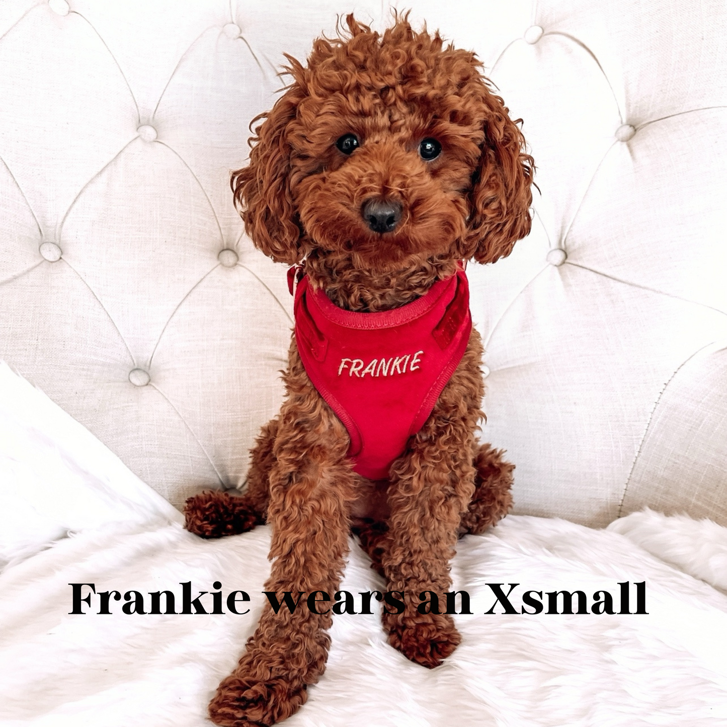 Addison Red Velvet Luxury Harness