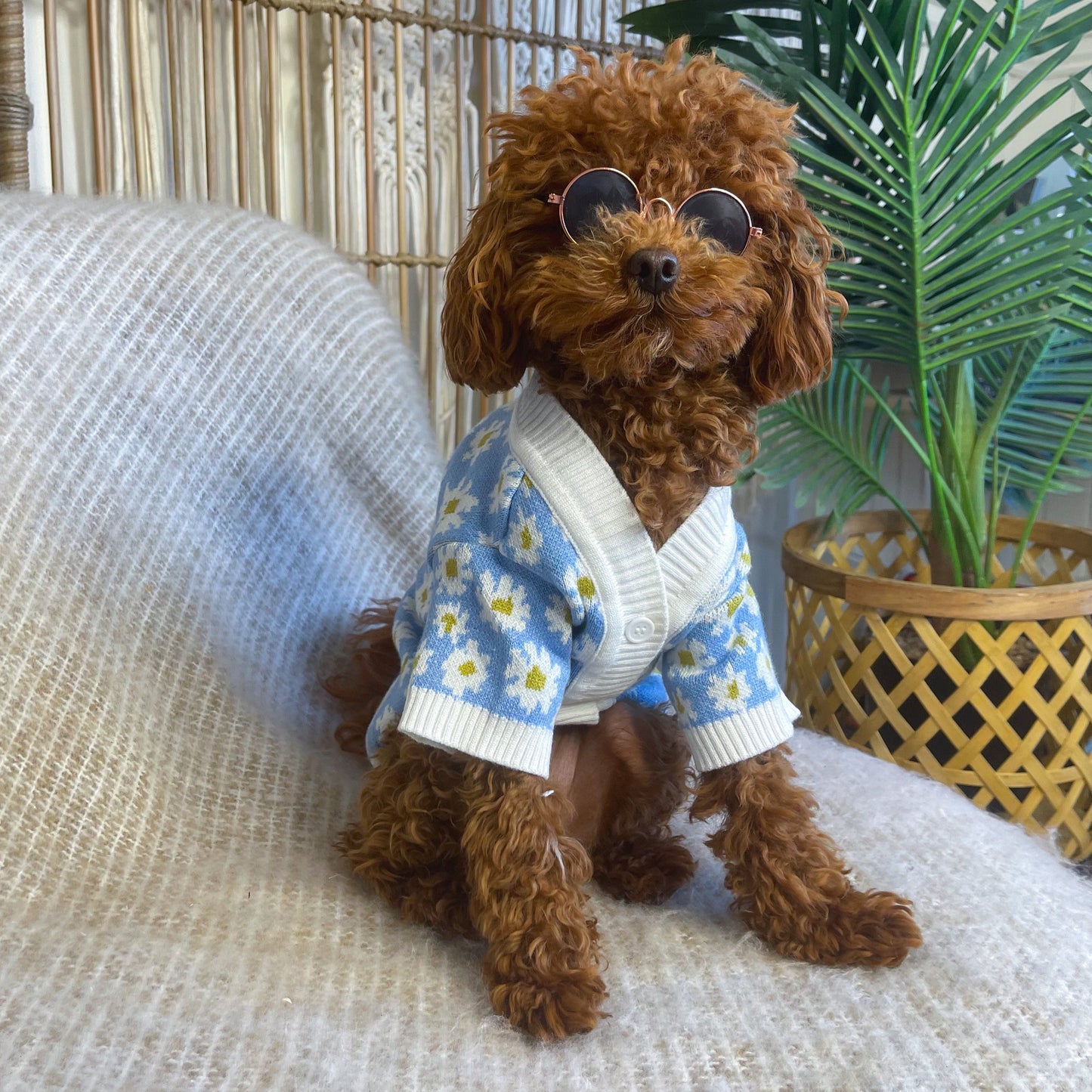 Lennox Personalised Dog Cardigan