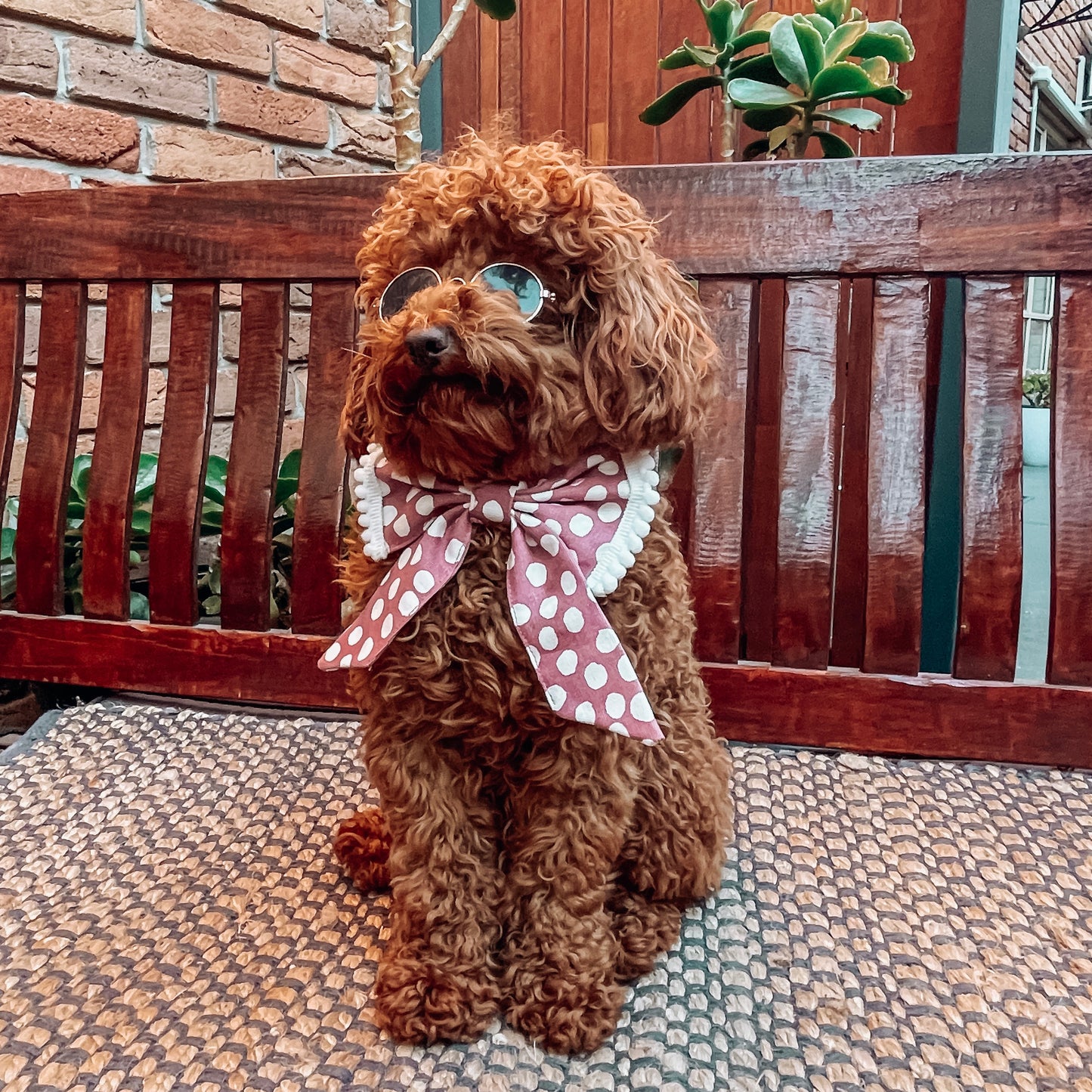 luxury dog clothes