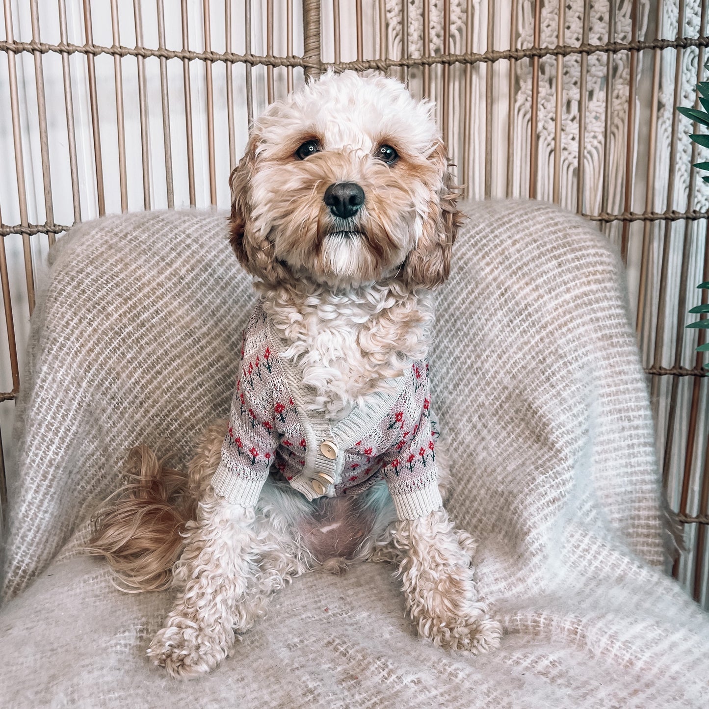 Finley Personalised Dog Cardigan