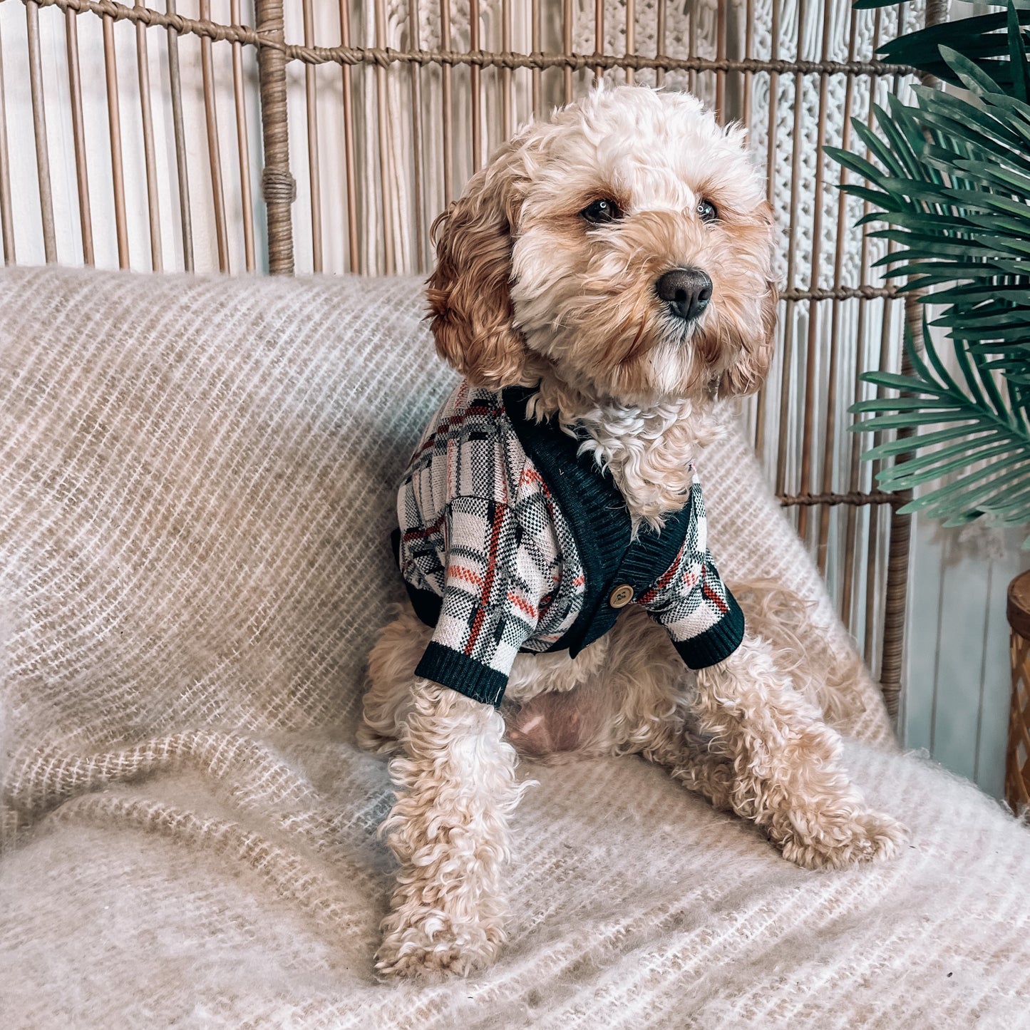 Bailey Personalised Dog Cardigan