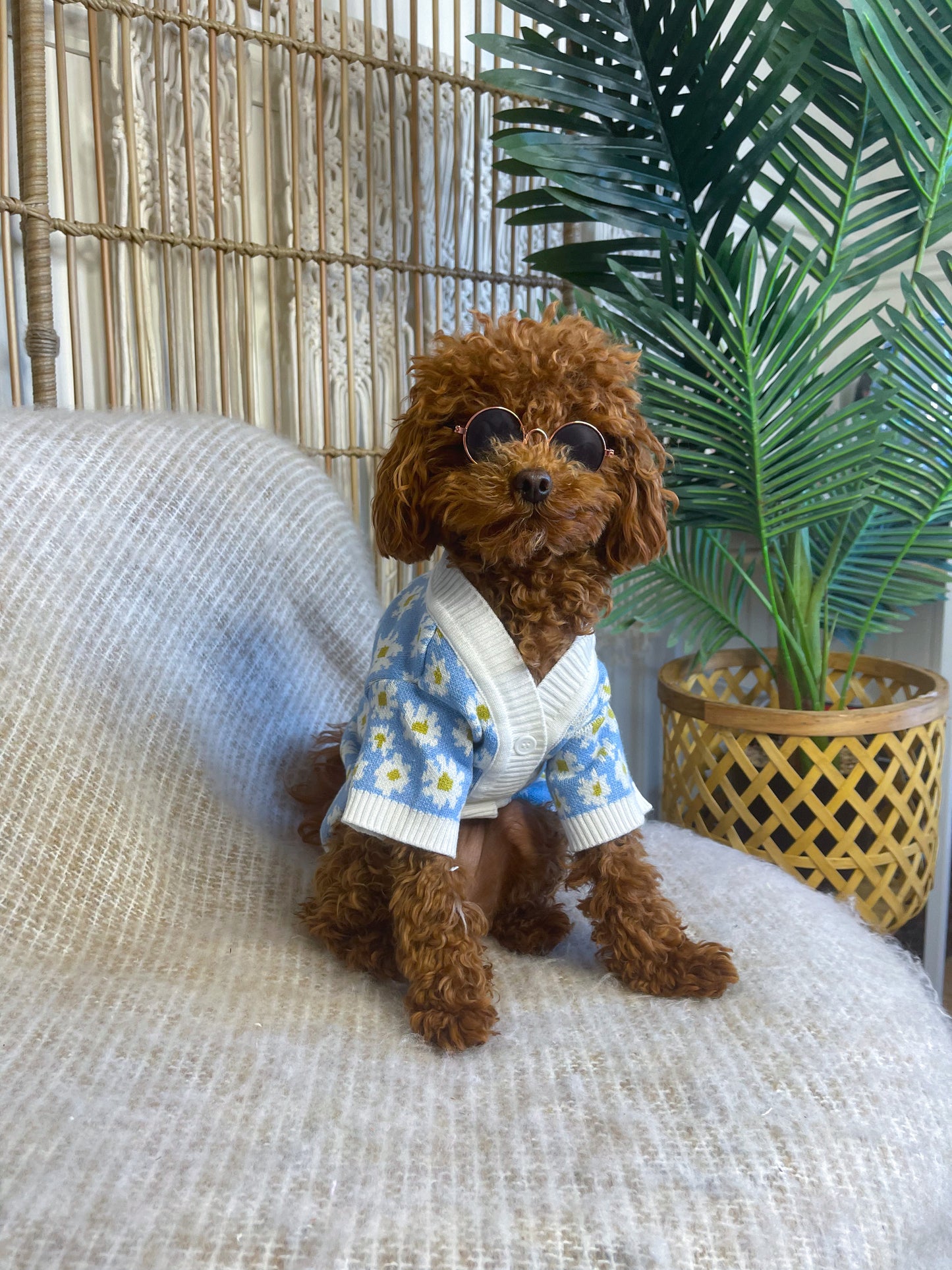 Lennox Personalised Dog Cardigan