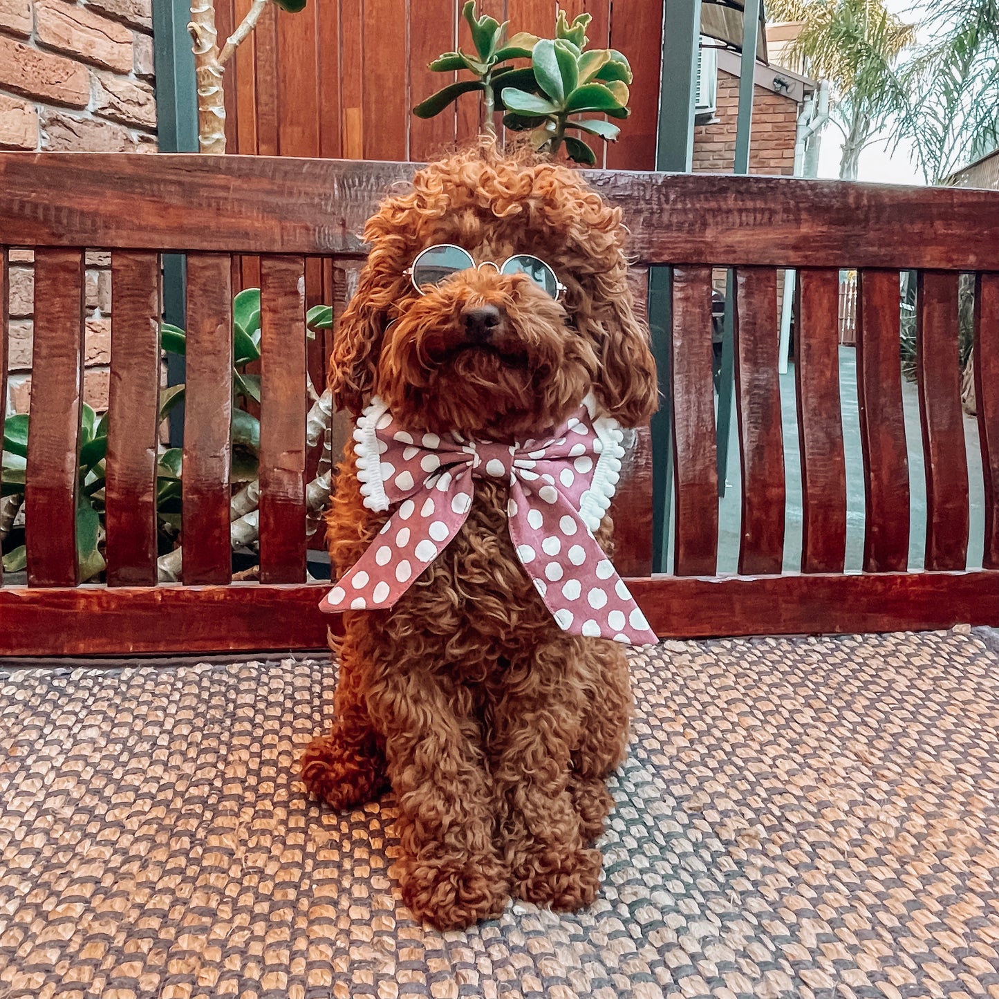 luxury dog clothes