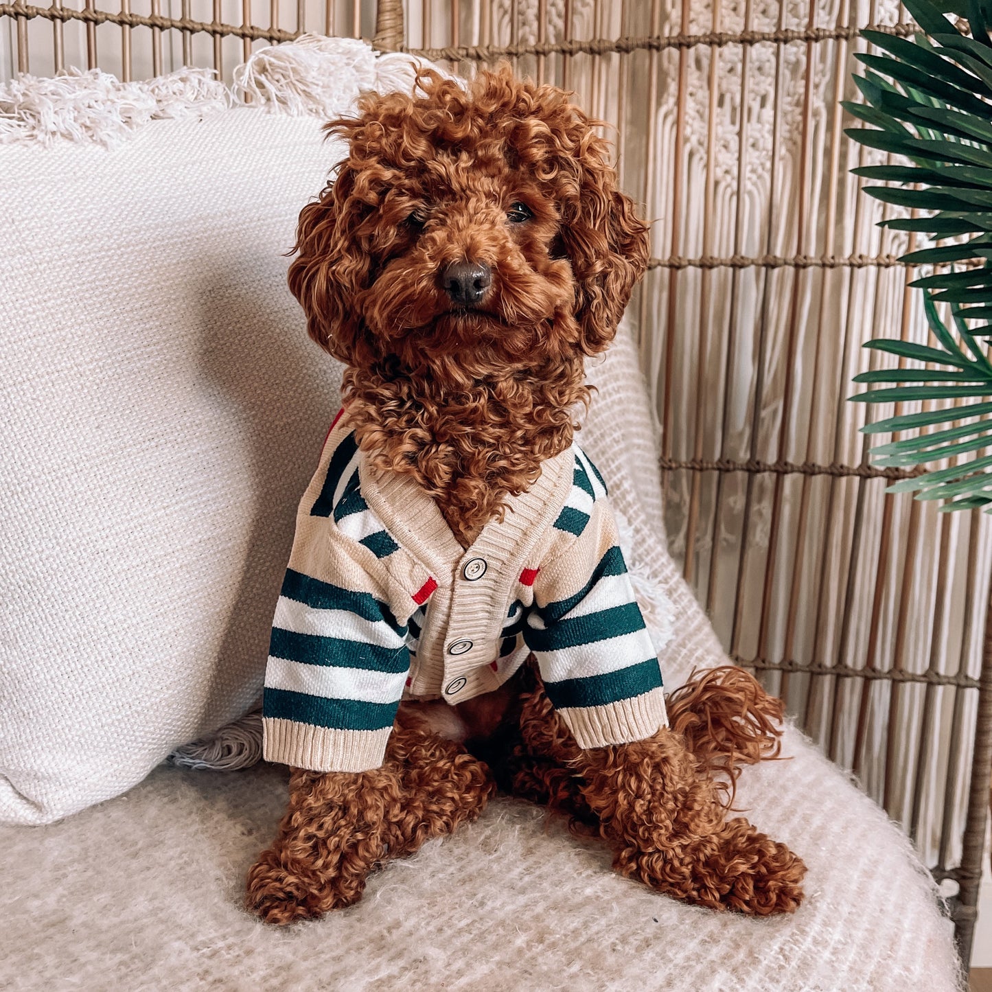 Harper Personalised Dog Cardigan