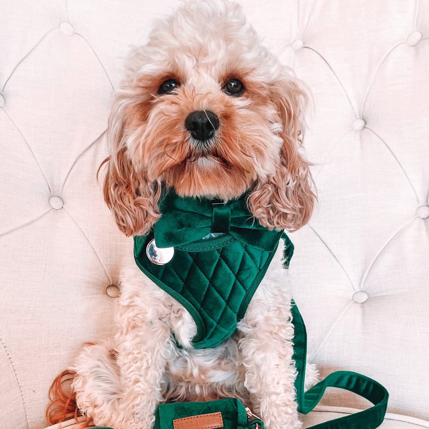 Frankie Luxury Green Velvet Harness Set