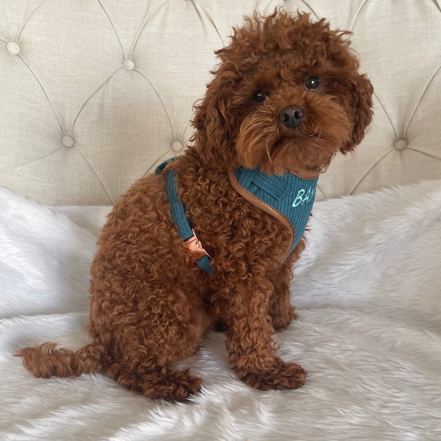 Barkley Luxury Blue Corduroy Personalised Harness Set