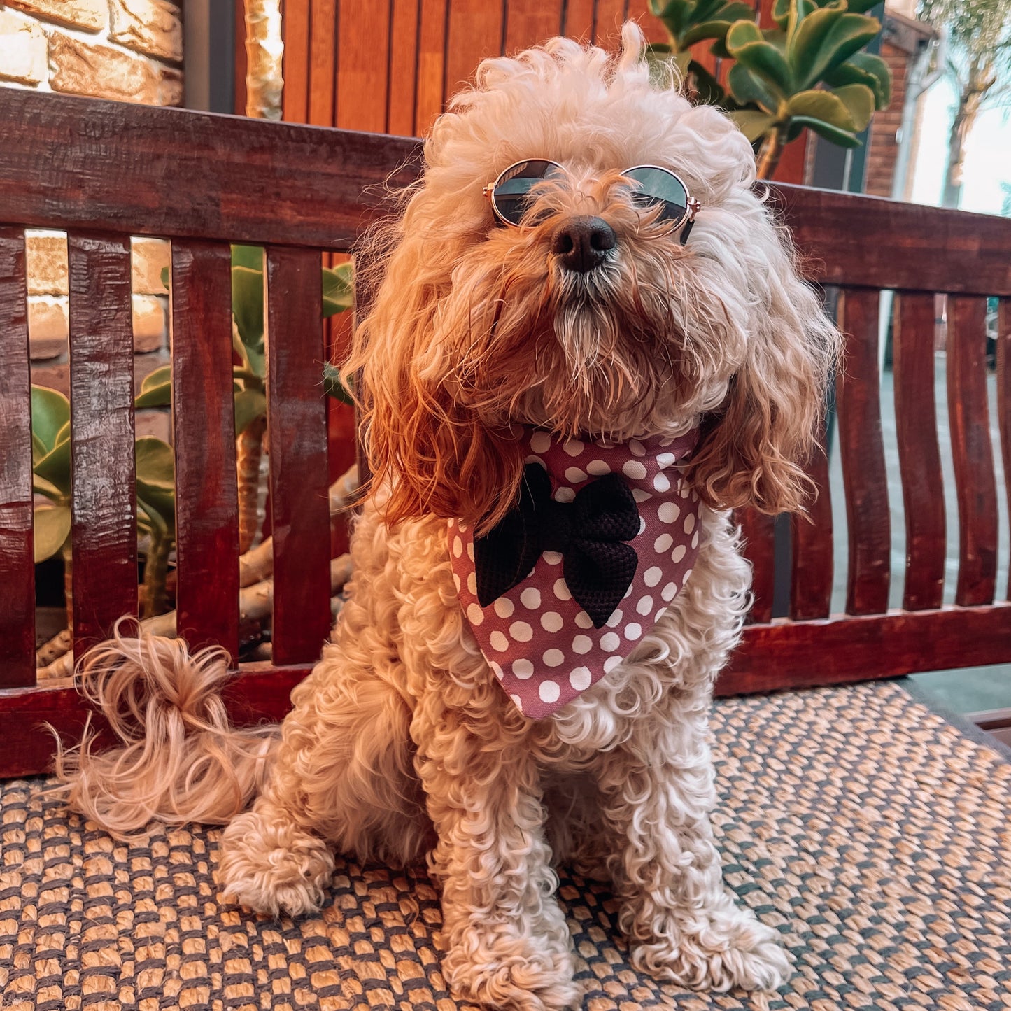 Porscha Over the Collar Bandana