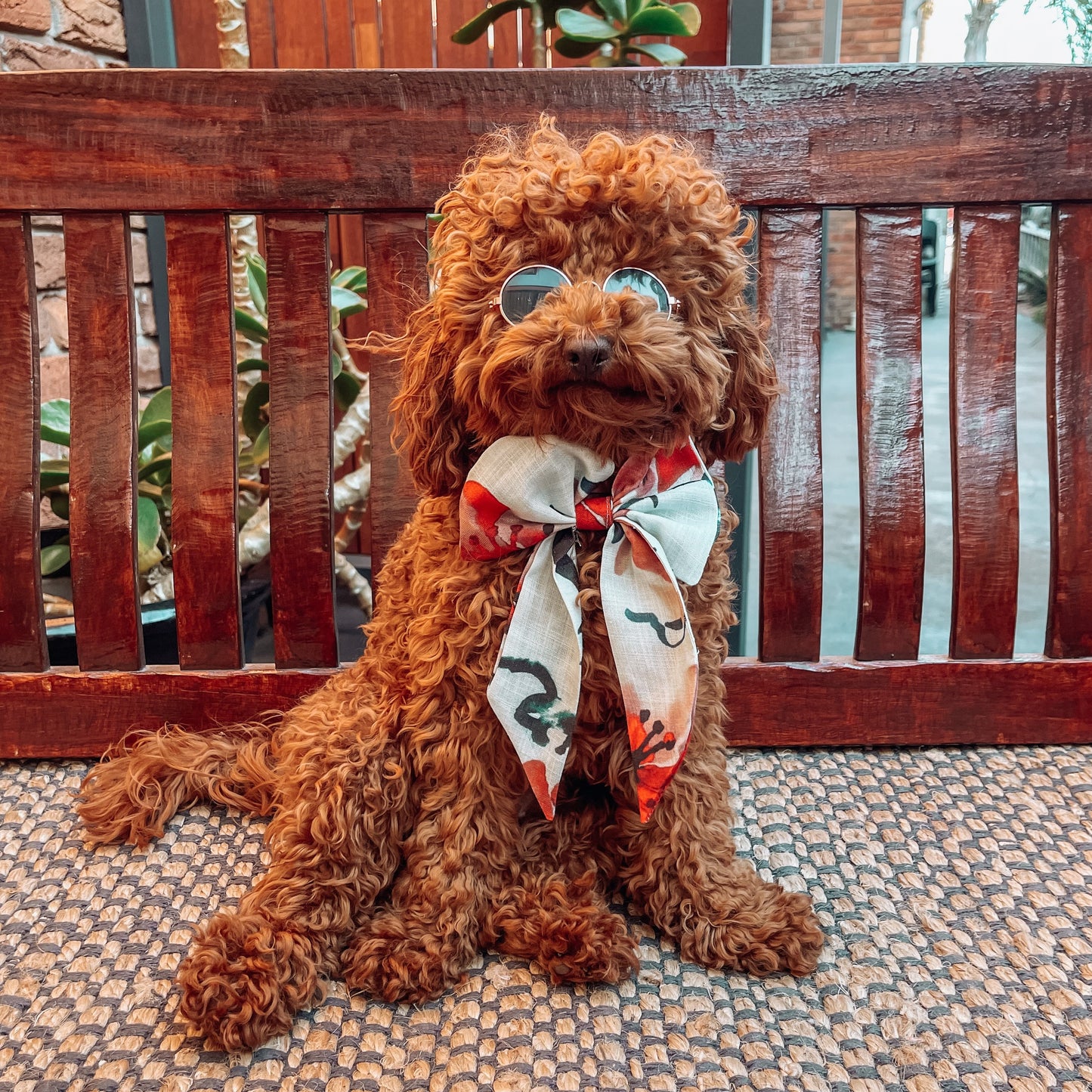 sailor bow puppy 