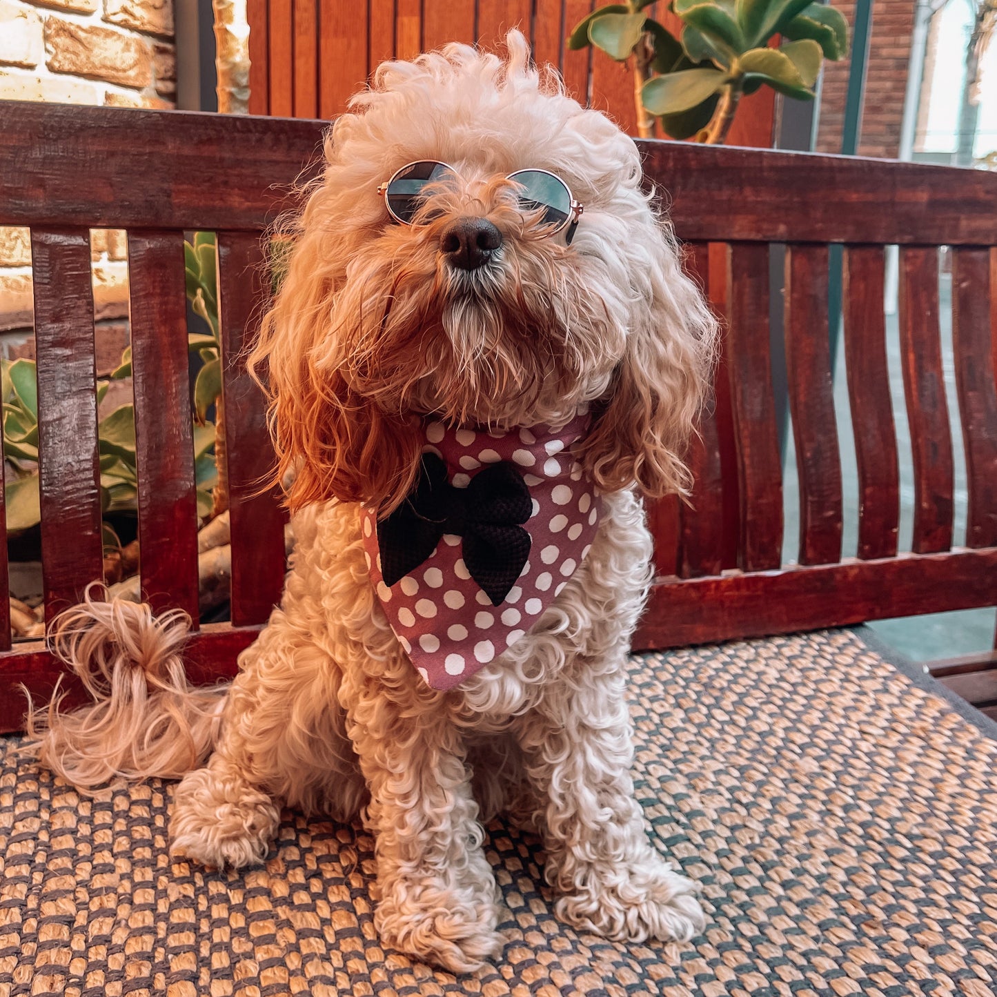 Porscha Over the Collar Bandana