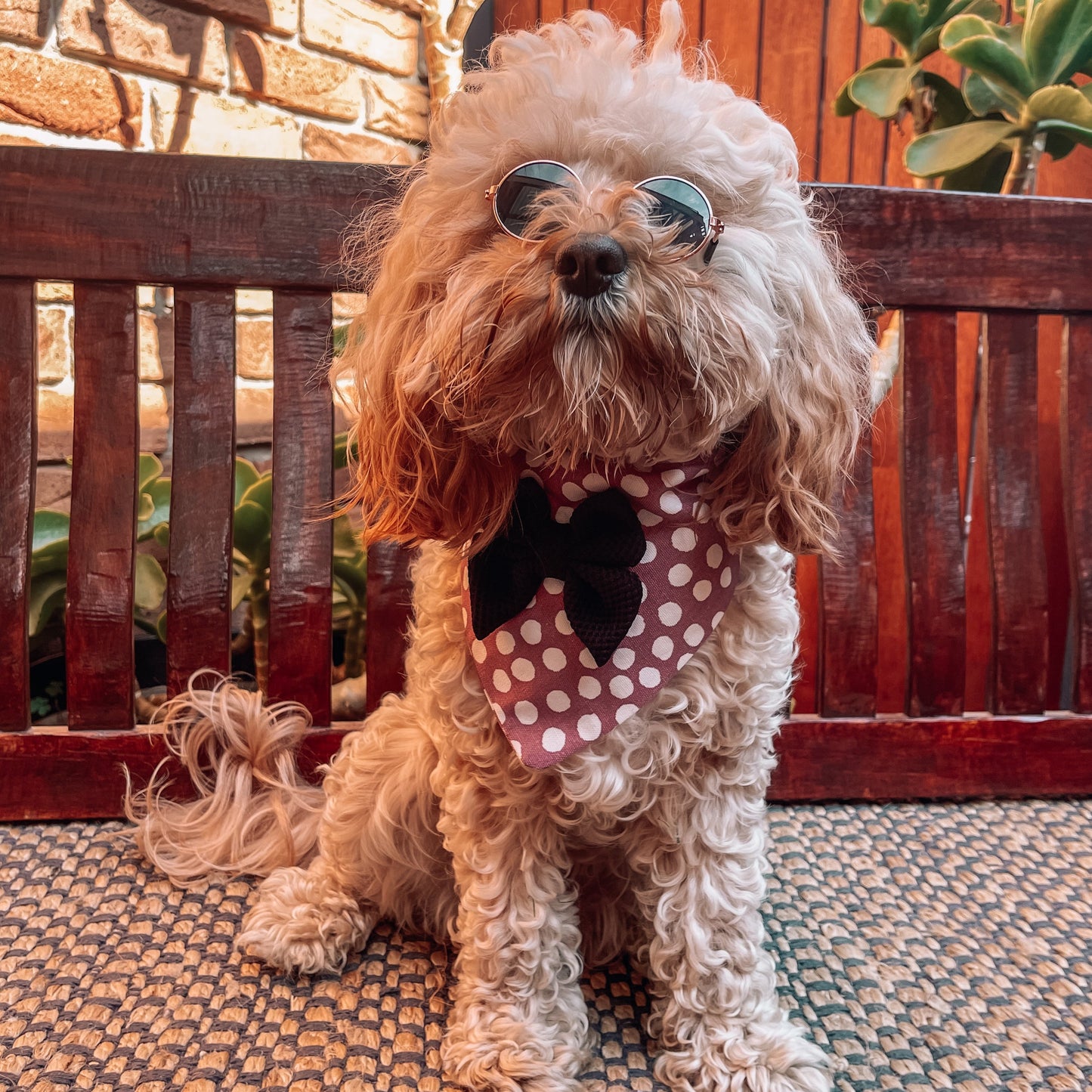 Porscha Over the Collar Bandana