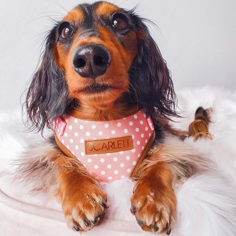 Melody Polka Dot Print Harness