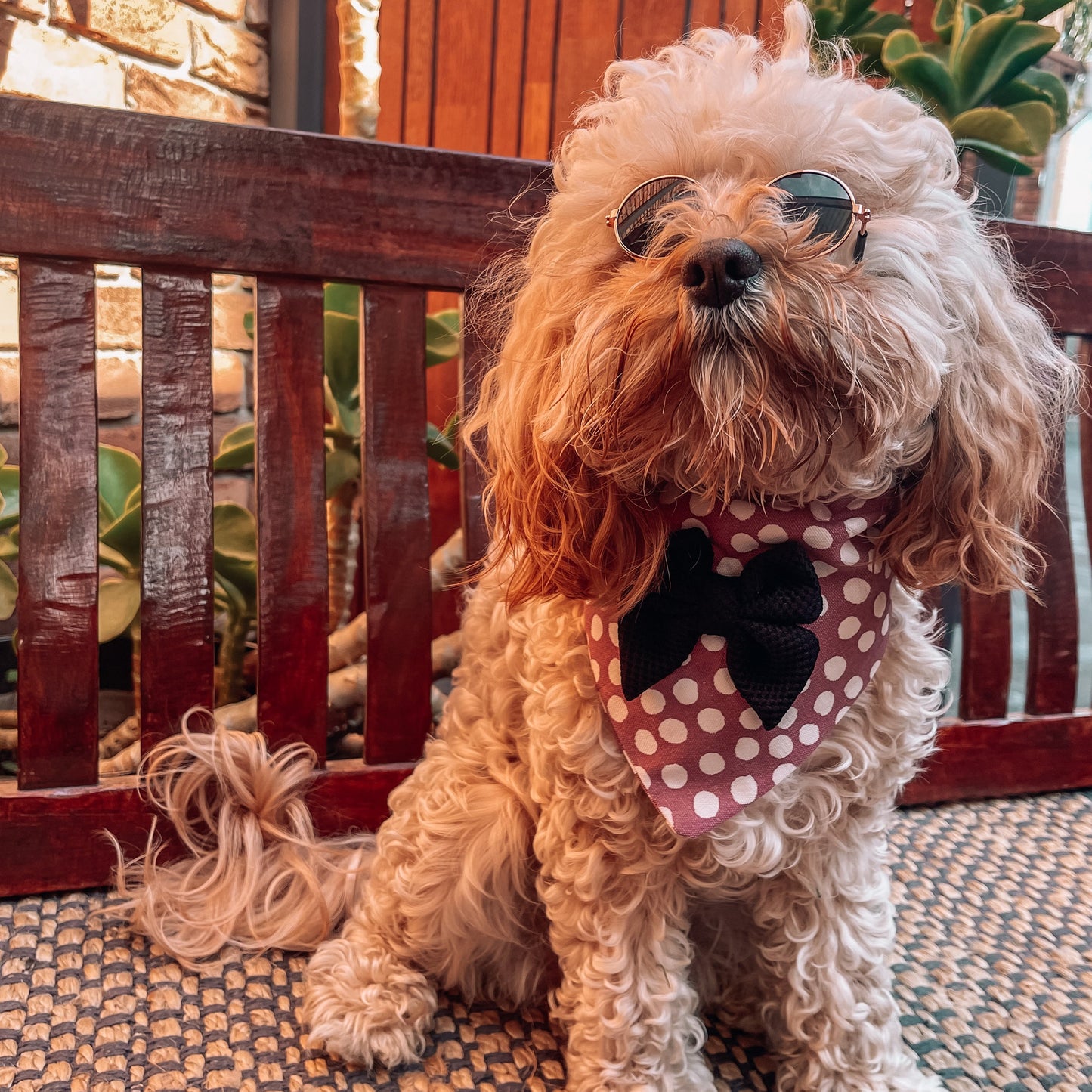 Porscha Over the Collar Bandana