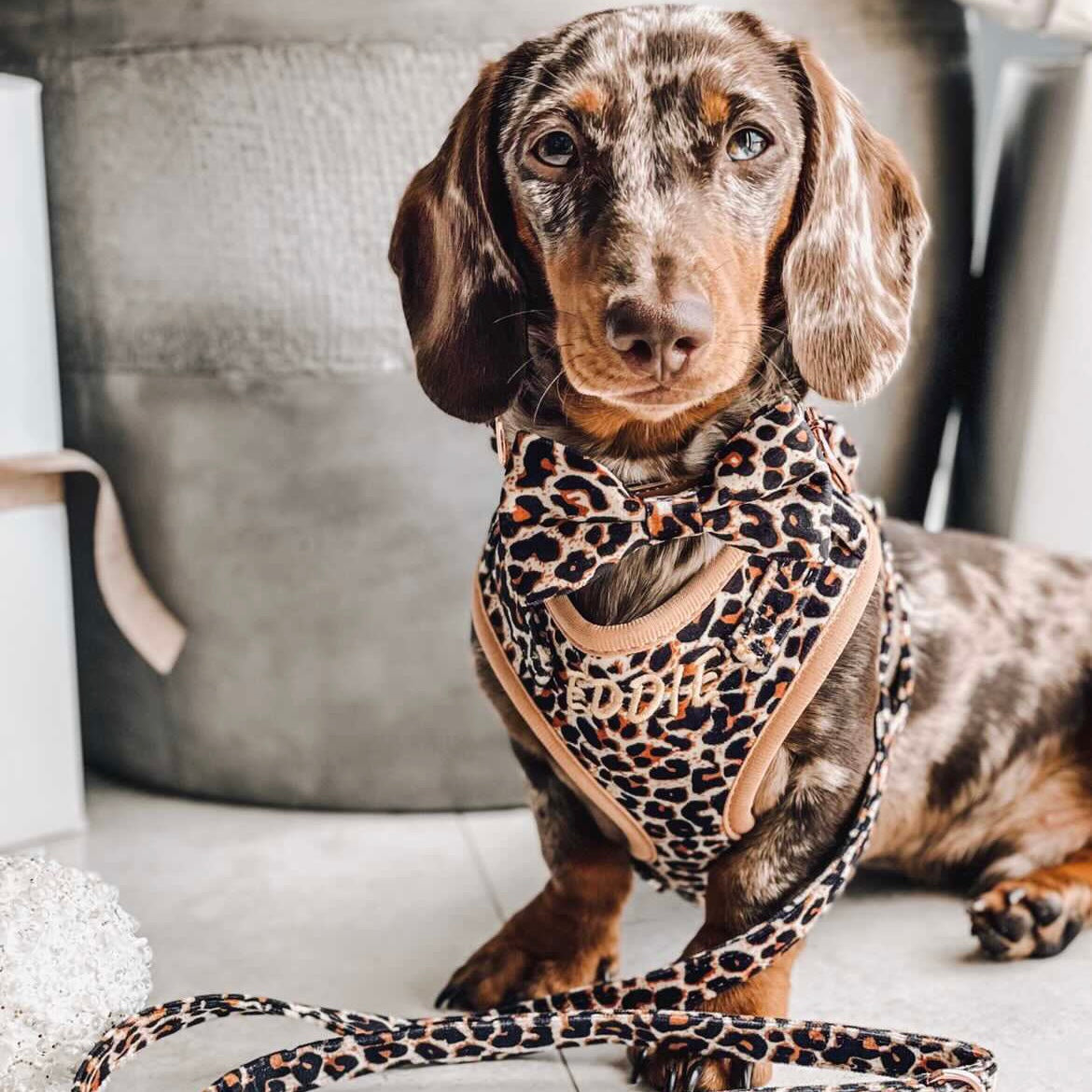 Presley Luxury Leopard Personalised Harness Set