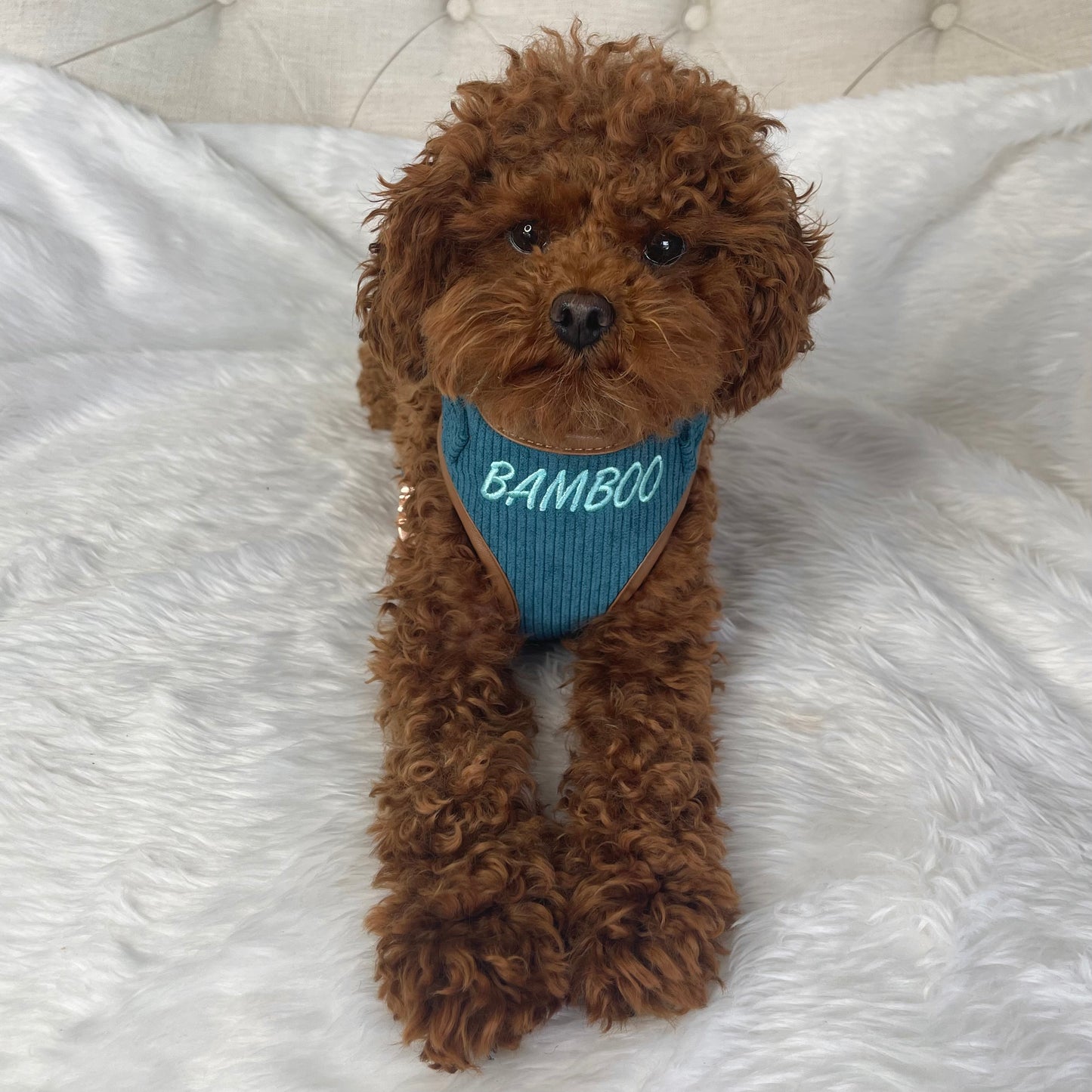 Barkley Luxury Blue Corduroy Personalised Harness Set